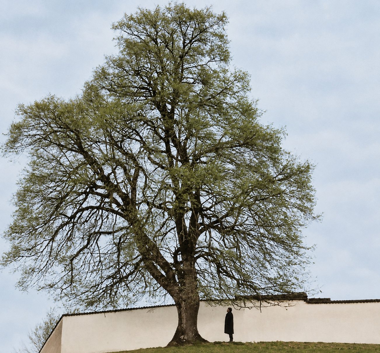 Großer Baum neben einer weißen Mauer mit einer Person darunter